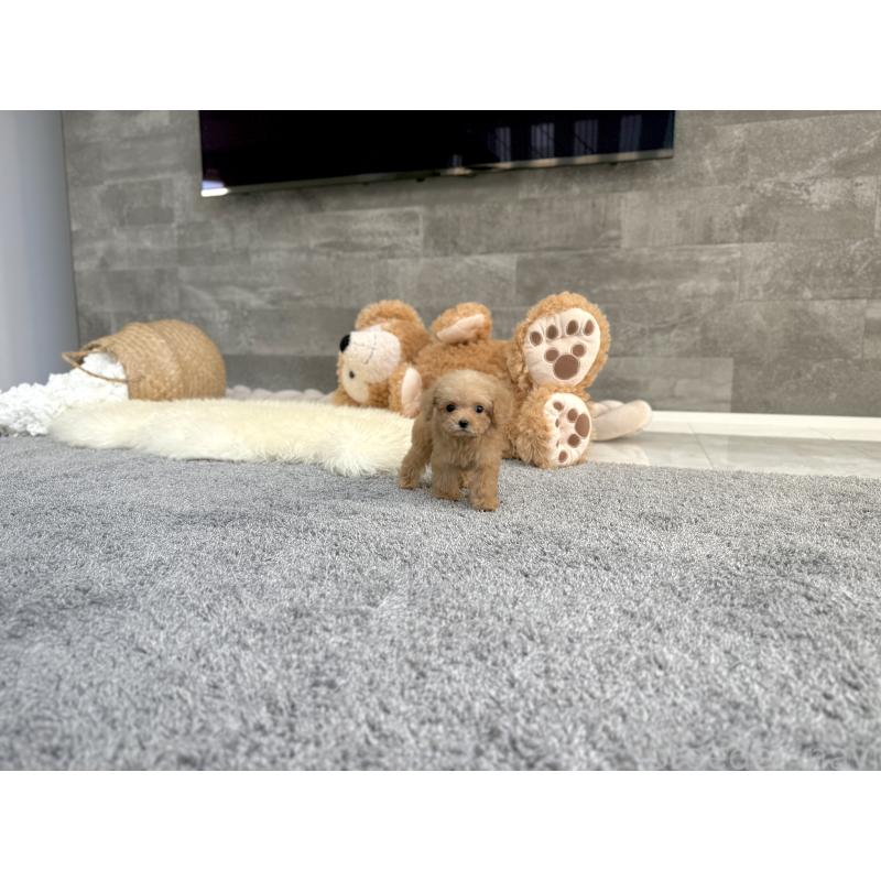 販売中の滋賀県のティーカッププードル-444930の7枚目