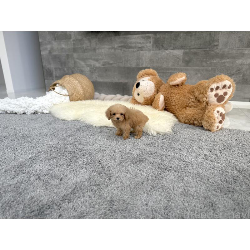 販売中の滋賀県のティーカッププードル-444930の6枚目