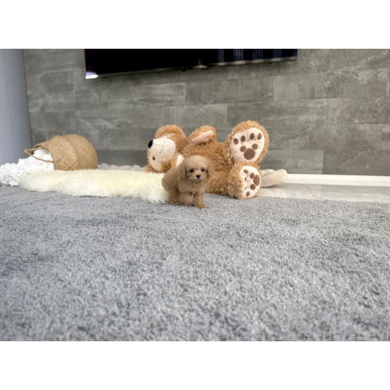 販売中の滋賀県のティーカッププードル-444930の5枚目