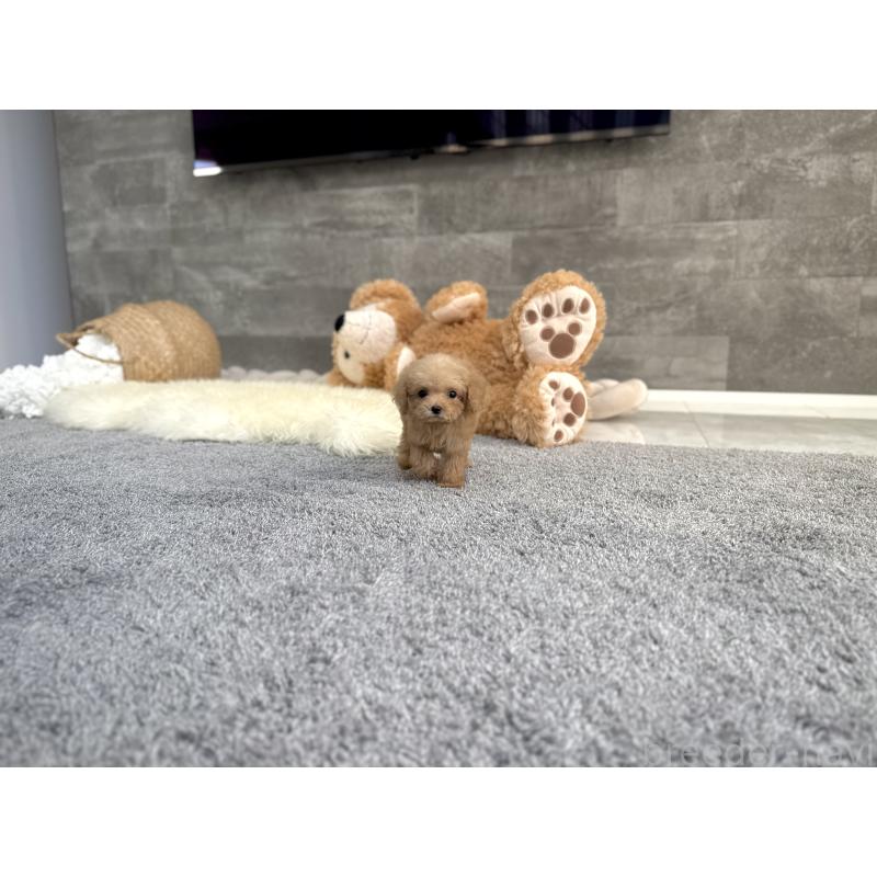 販売中の滋賀県のティーカッププードル-444930の4枚目