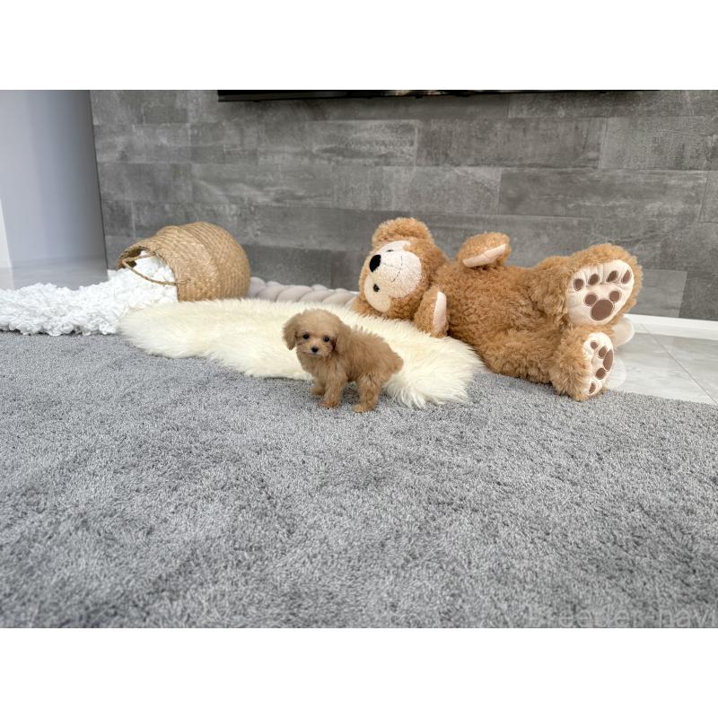 販売中の滋賀県のティーカッププードル-444930の3枚目