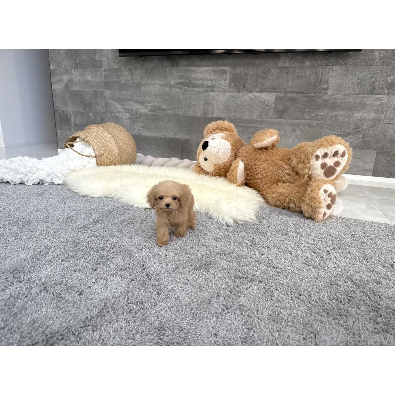 販売中の滋賀県のティーカッププードル-444930の2枚目