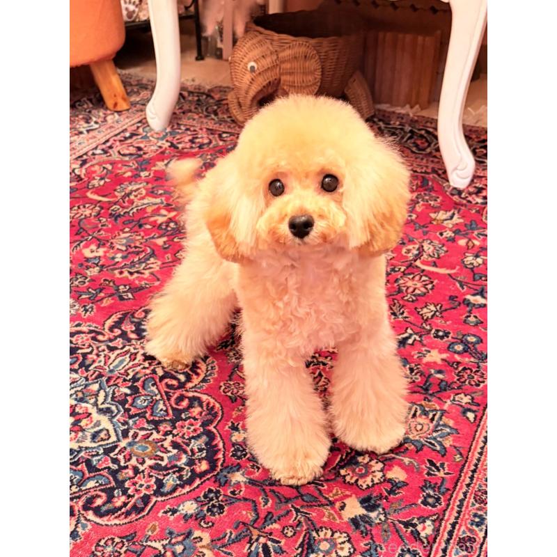 販売中の大阪府のタイニープードル-445102の3枚目