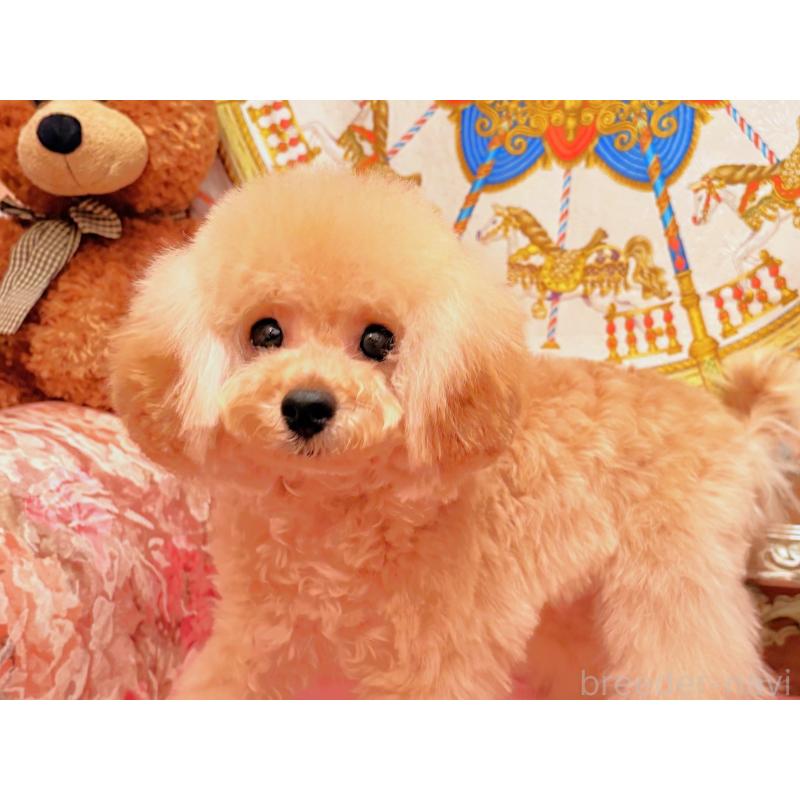 販売中の大阪府のタイニープードル-445102の1枚目