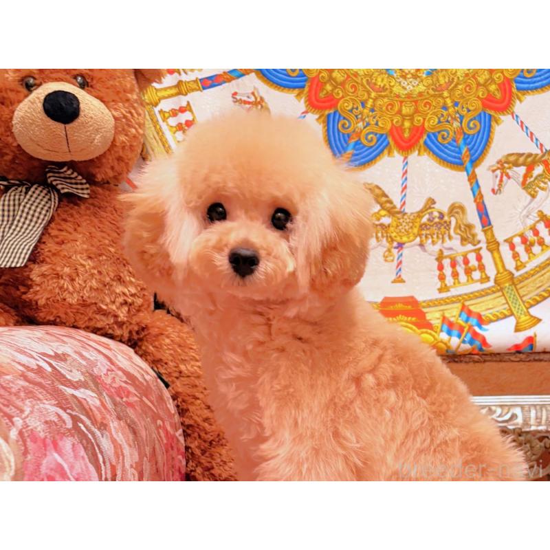 販売中の大阪府のタイニープードル-445102の2枚目