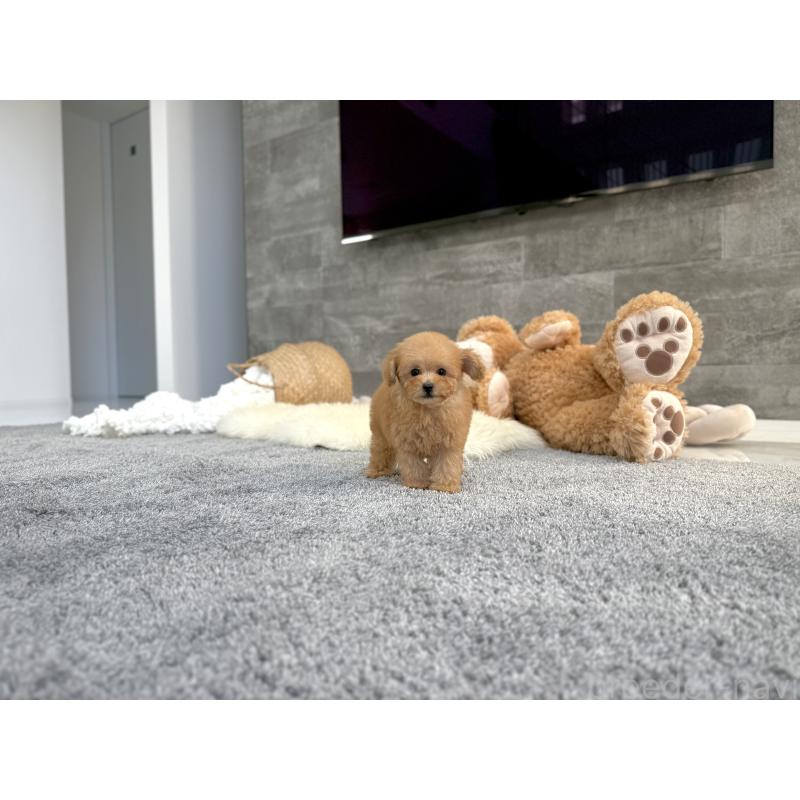 販売中の滋賀県のティーカッププードル-444969の7枚目