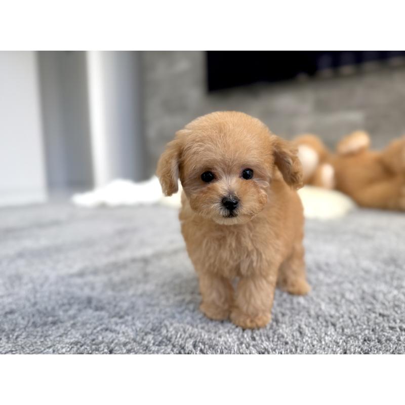 販売中の滋賀県のティーカッププードル-444969の6枚目