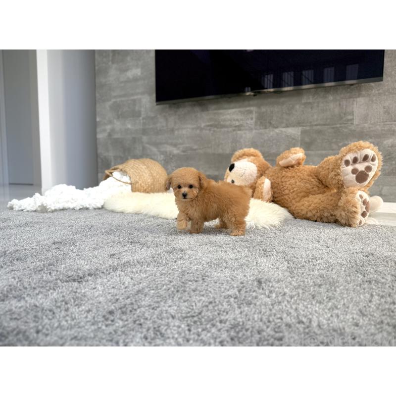 販売中の滋賀県のティーカッププードル-444969の2枚目