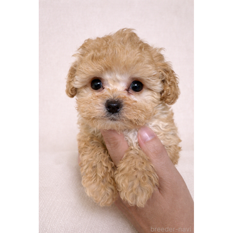 販売中の兵庫県のトイプードル-445106の1枚目