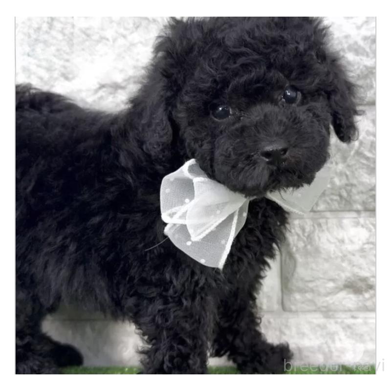 販売中の埼玉県のタイニープードル-445103の1枚目