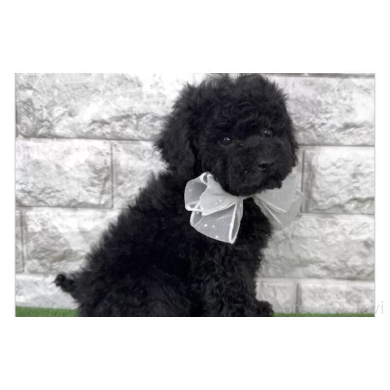 販売中の埼玉県のタイニープードル-445103の3枚目