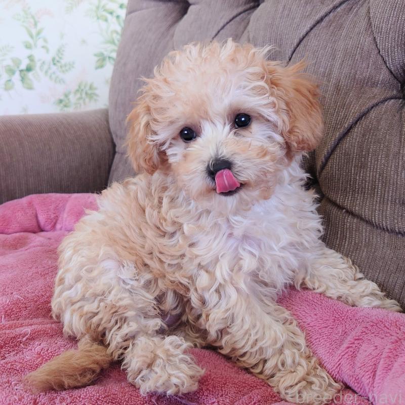 販売中の埼玉県のタイニープードル-437394