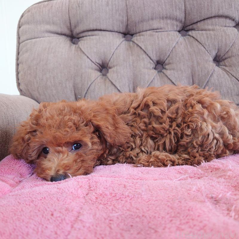 販売中の埼玉県のタイニープードル-437389の4枚目