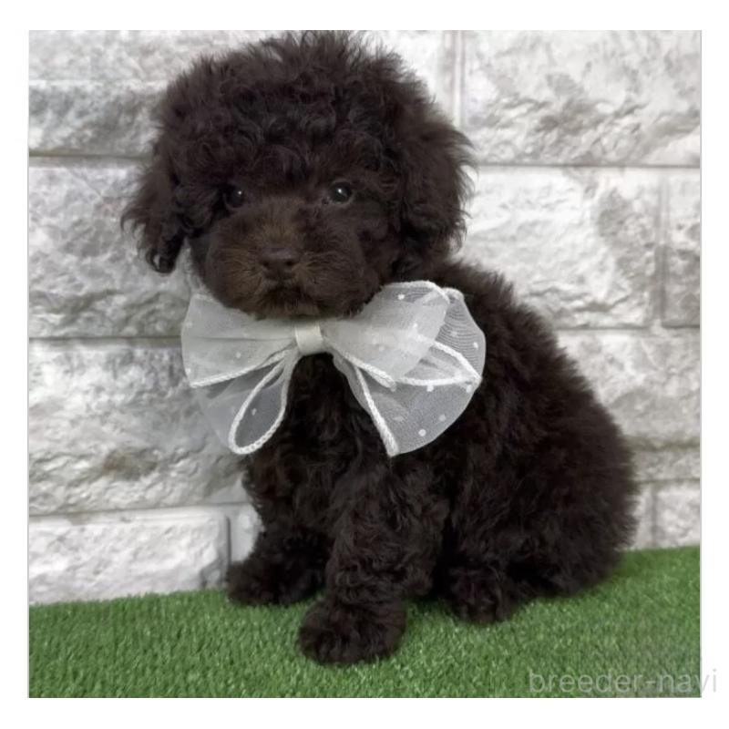 販売中の埼玉県のタイニープードル-445104