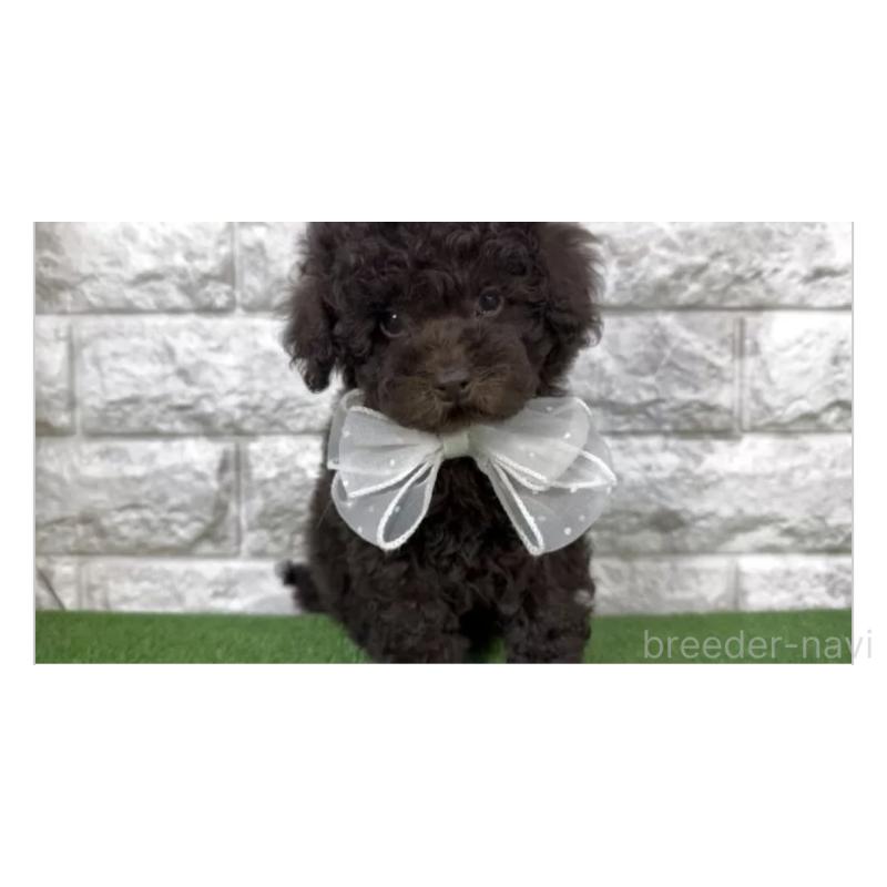 販売中の埼玉県のタイニープードル-445104の3枚目