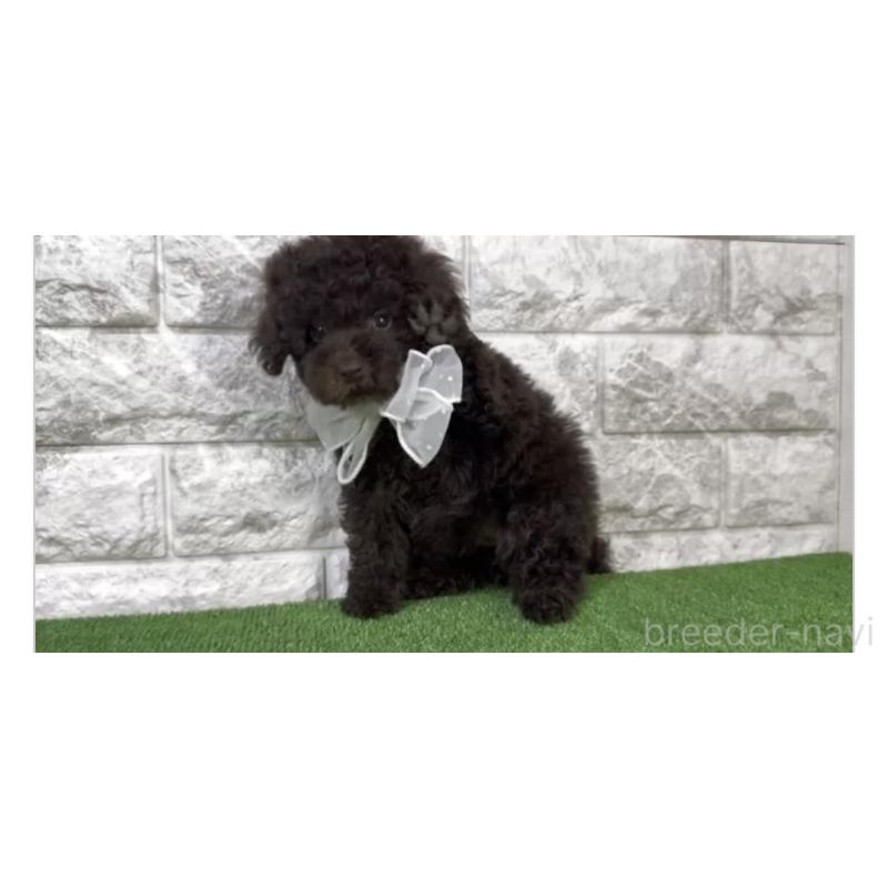 販売中の埼玉県のタイニープードル-445104の2枚目