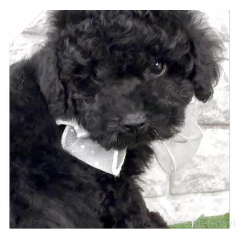 販売中の埼玉県のタイニープードル-445105