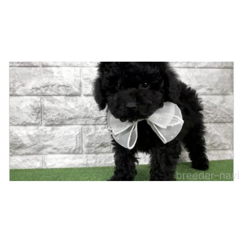 販売中の埼玉県のタイニープードル-445105の3枚目