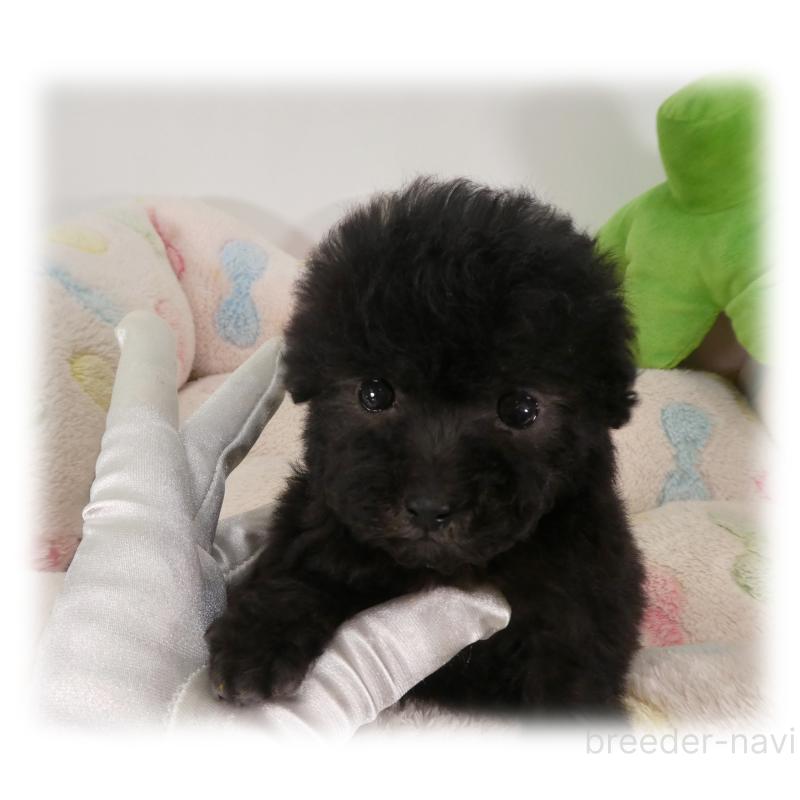 販売中の埼玉県のティーカッププードル-445108の4枚目