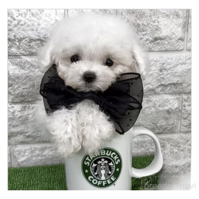 販売中の埼玉県のビションフリーゼ-445107の1枚目