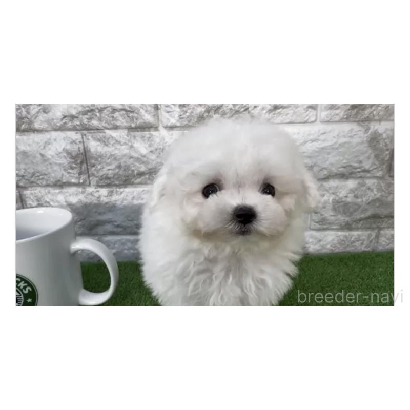 販売中の埼玉県のビションフリーゼ-445107の2枚目