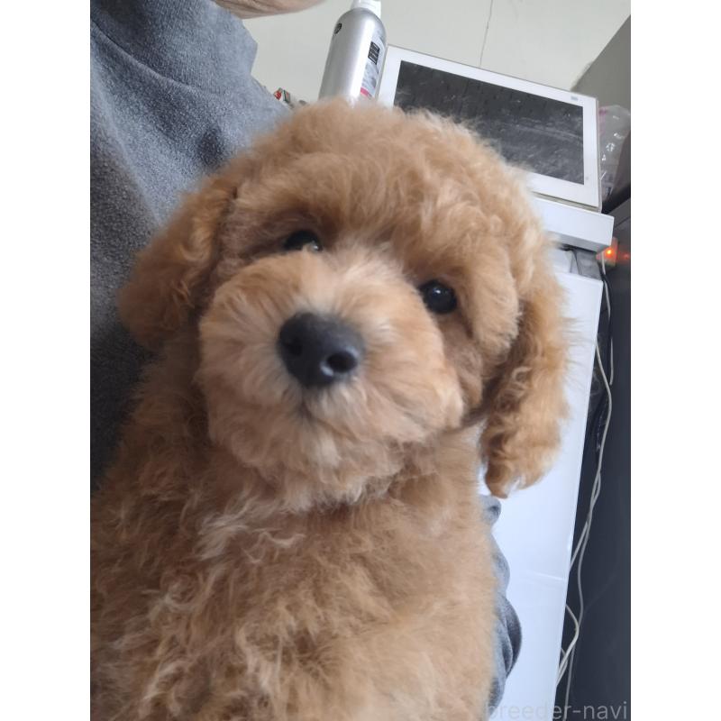 販売中の群馬県のトイプードル-436755の3枚目