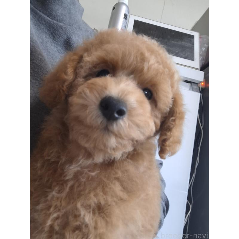 販売中の群馬県のトイプードル-436755の2枚目