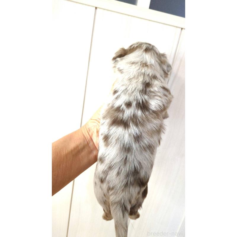 販売中の愛媛県のチワワ(ロングコート)-445110の3枚目