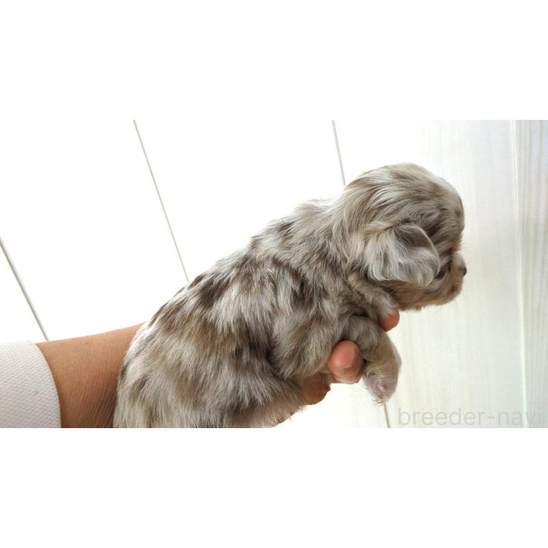 販売中の愛媛県のチワワ(ロングコート)-445110の2枚目