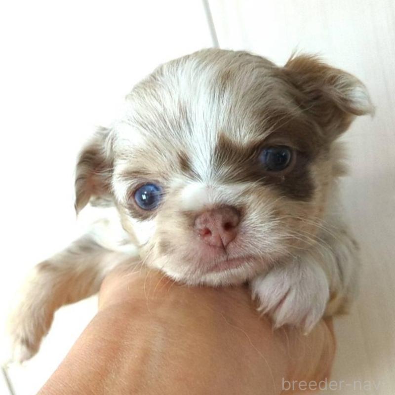 販売中の愛媛県のチワワ(ロングコート)-445110の1枚目