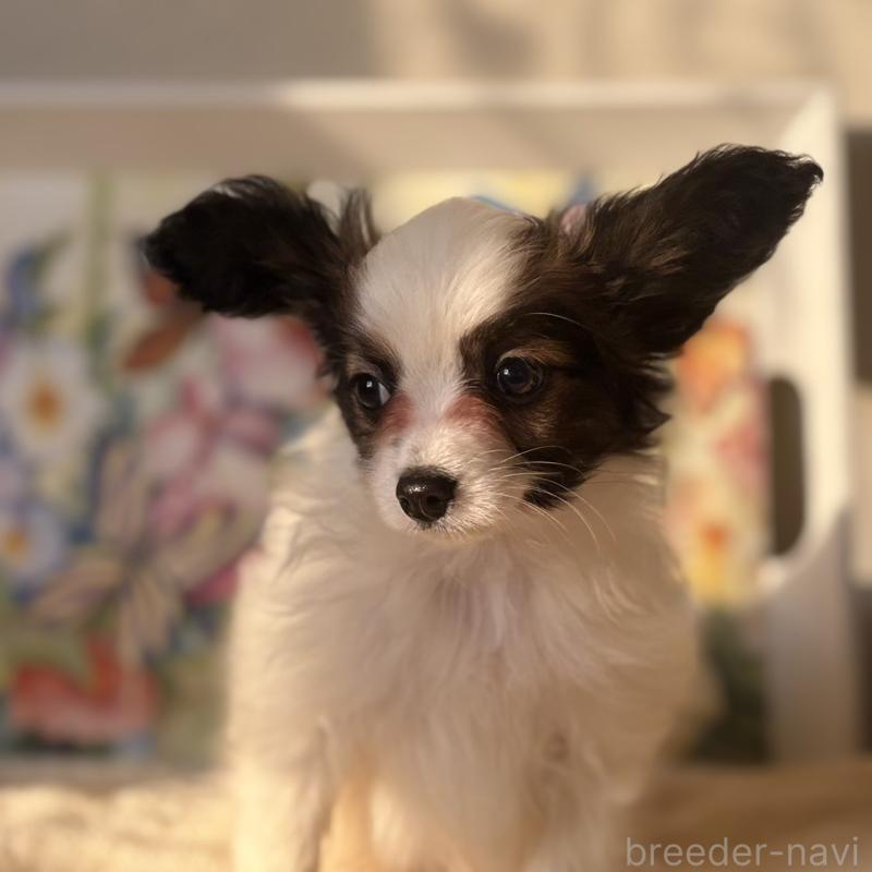 販売中の千葉県のパピヨン-445111の4枚目