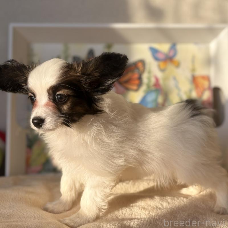 販売中の千葉県のパピヨン-445111の3枚目