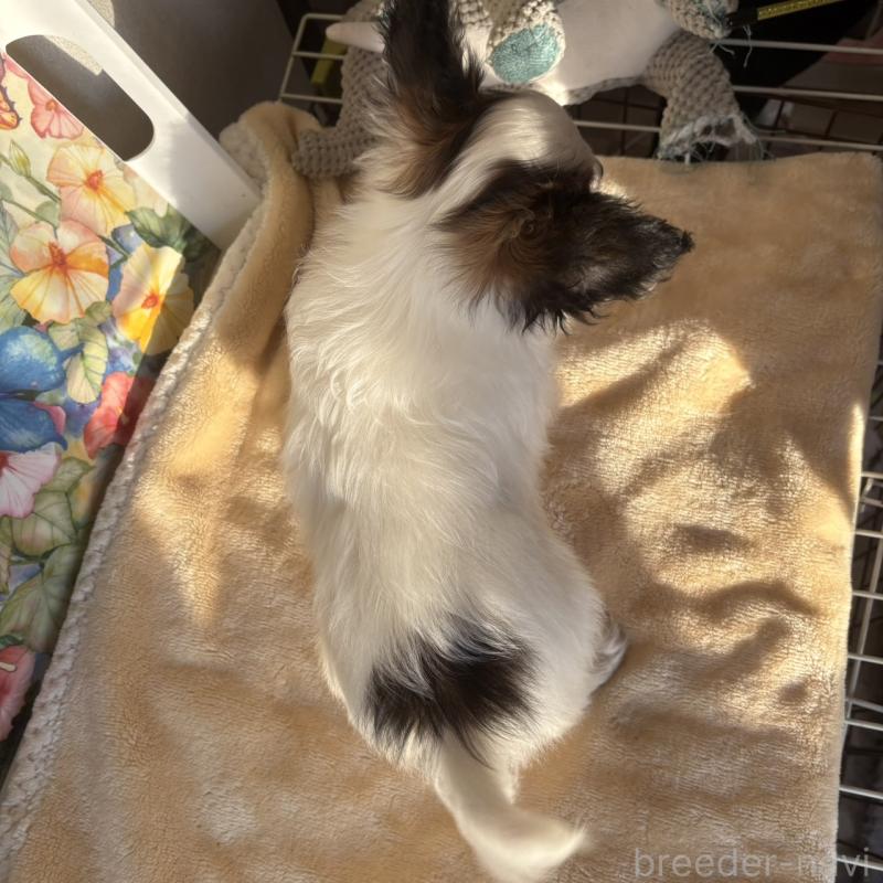 販売中の千葉県のパピヨン-445111の2枚目