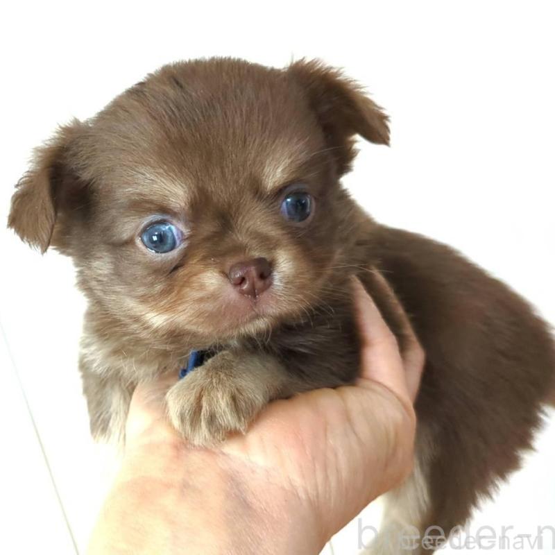 販売中の愛媛県のチワワ(ロングコート)-445113の2枚目