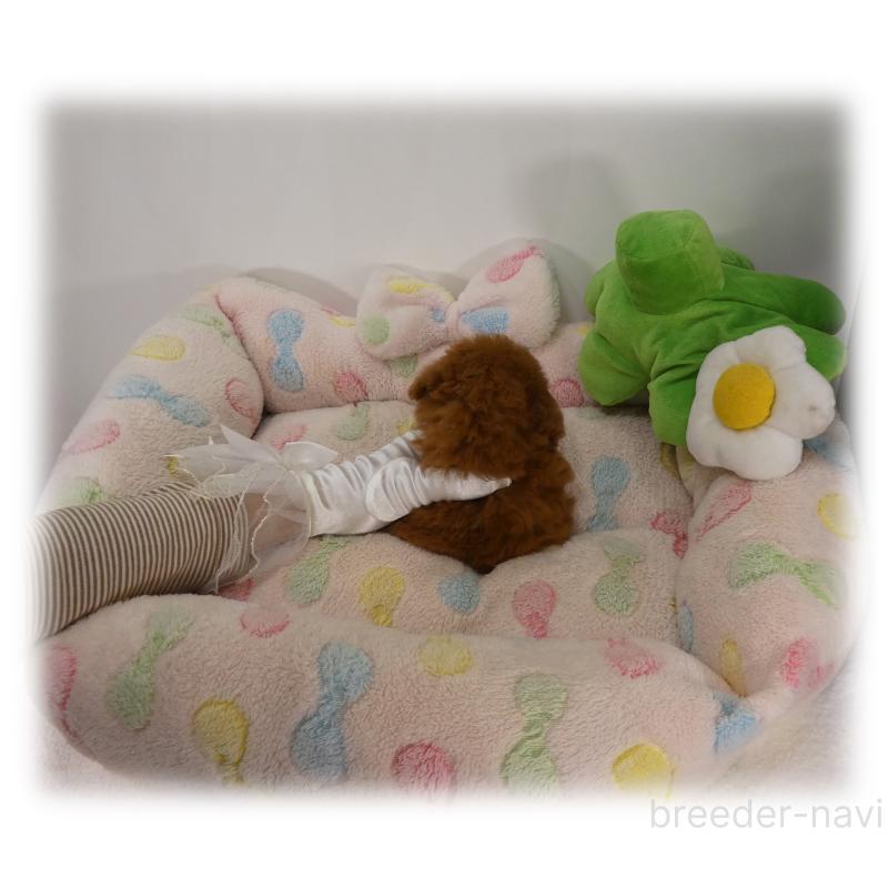 販売中の埼玉県のティーカッププードル-445114の7枚目