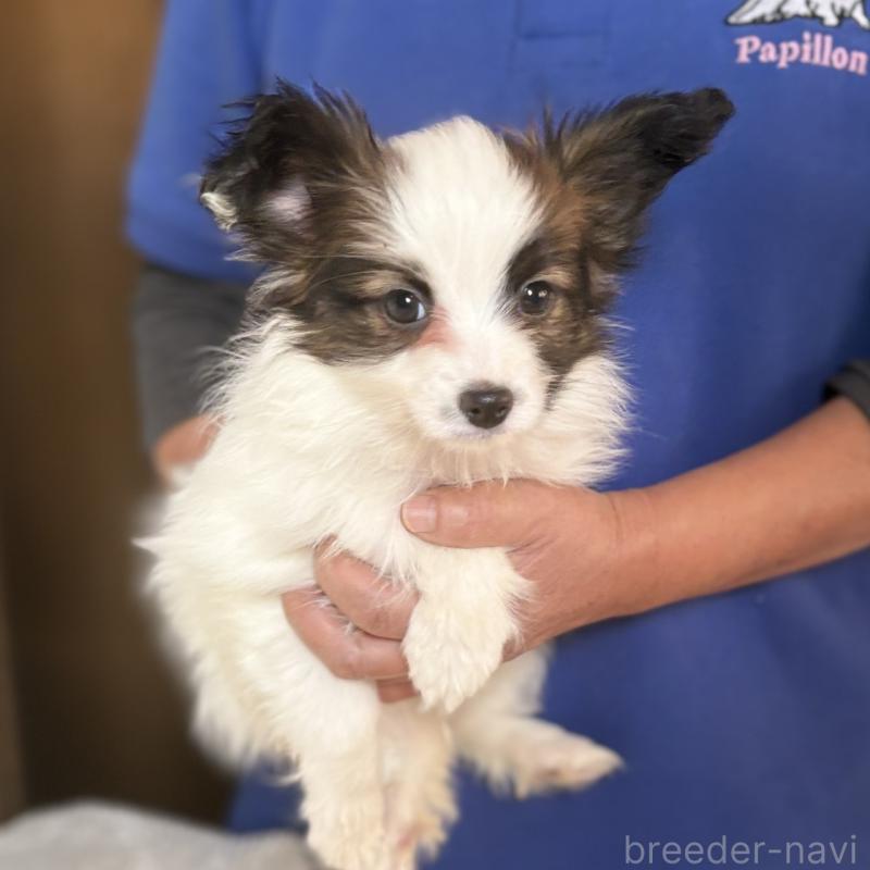 販売中の千葉県のパピヨン-445112の4枚目