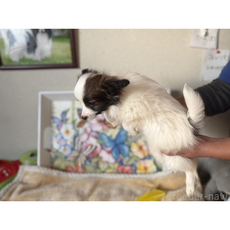 販売中の千葉県のパピヨン-445112の2枚目