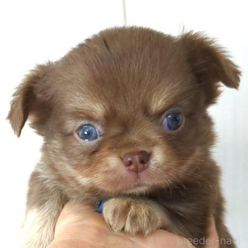 販売中の愛媛県のチワワ(ロングコート)-445113