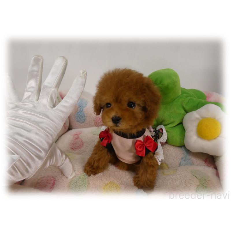 販売中の埼玉県のティーカッププードル-445114の5枚目