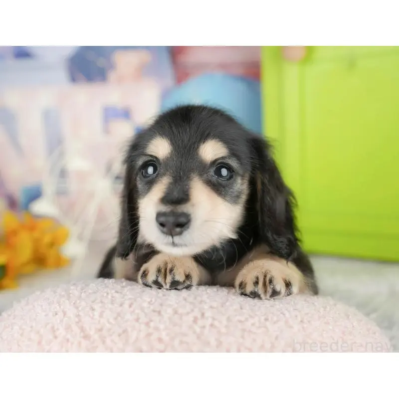 販売中の茨城県のミニチュアダックスフンド(ロングヘアード)-445117