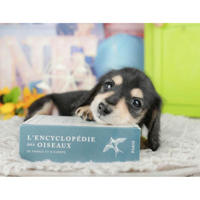 販売中の茨城県のミニチュアダックスフンド(ロングヘアード)-445117の7枚目