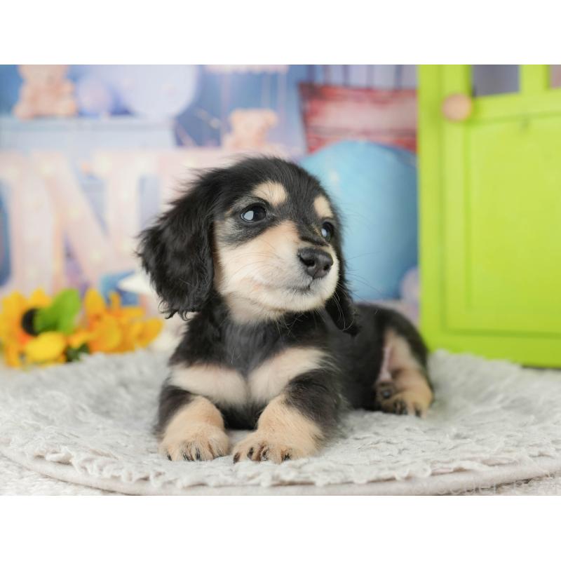 販売中の茨城県のミニチュアダックスフンド(ロングヘアード)-445117の6枚目