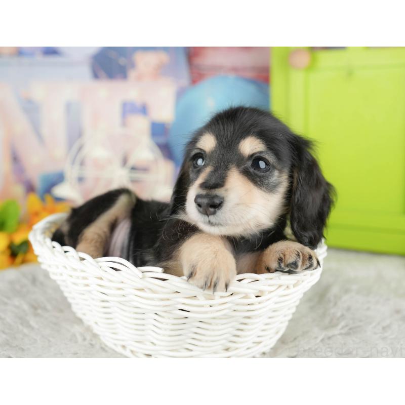 販売中の茨城県のミニチュアダックスフンド(ロングヘアード)-445117の3枚目