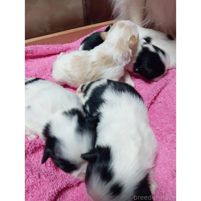 販売中の岡山県の狆 (チン)-445118の3枚目