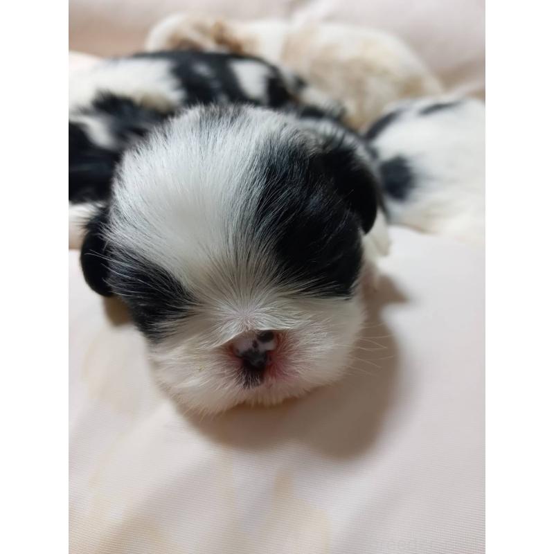 販売中の岡山県の狆 (チン)-445118