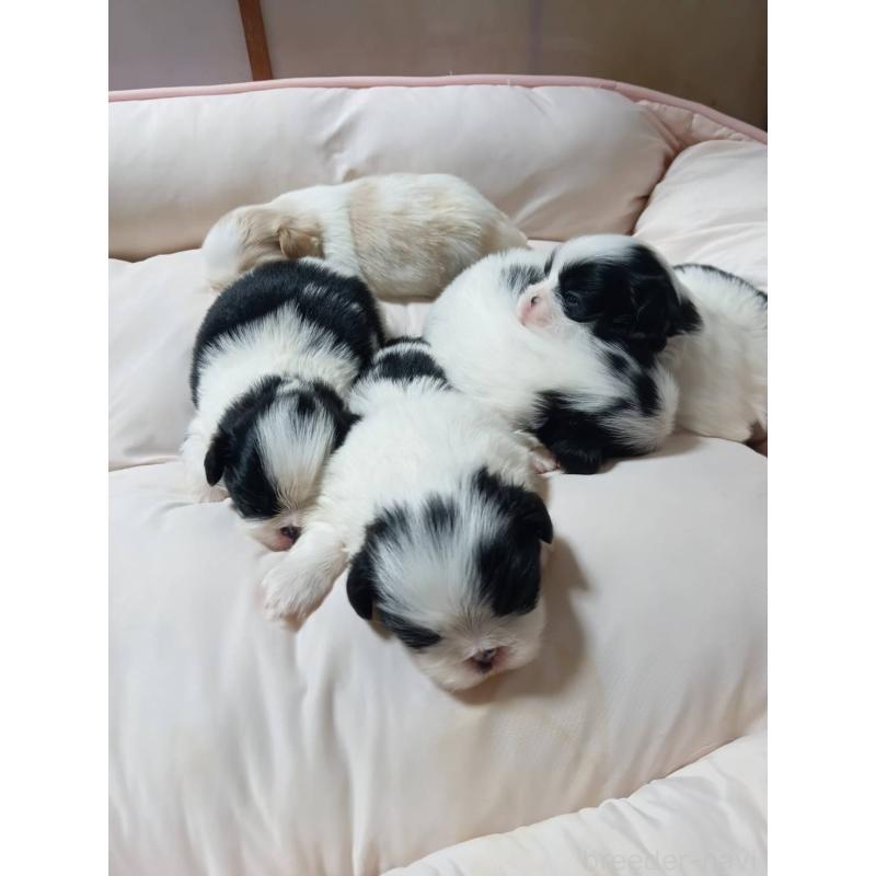 販売中の岡山県の狆 (チン)-445119の2枚目