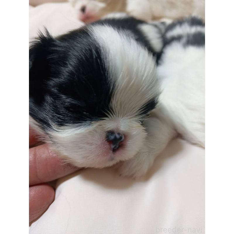 販売中の岡山県の狆 (チン)-445119の1枚目