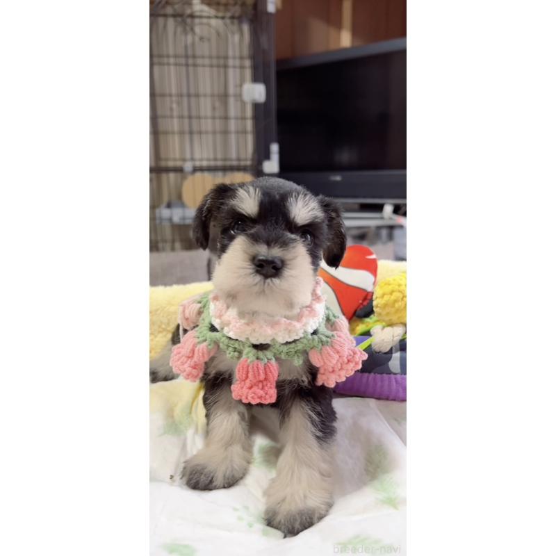 販売中の岐阜県のミニチュアシュナウザー-445120の7枚目