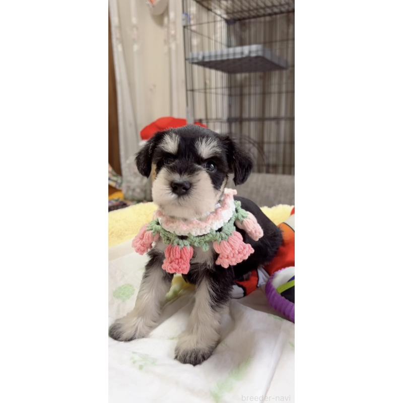 販売中の岐阜県のミニチュアシュナウザー-445120の6枚目