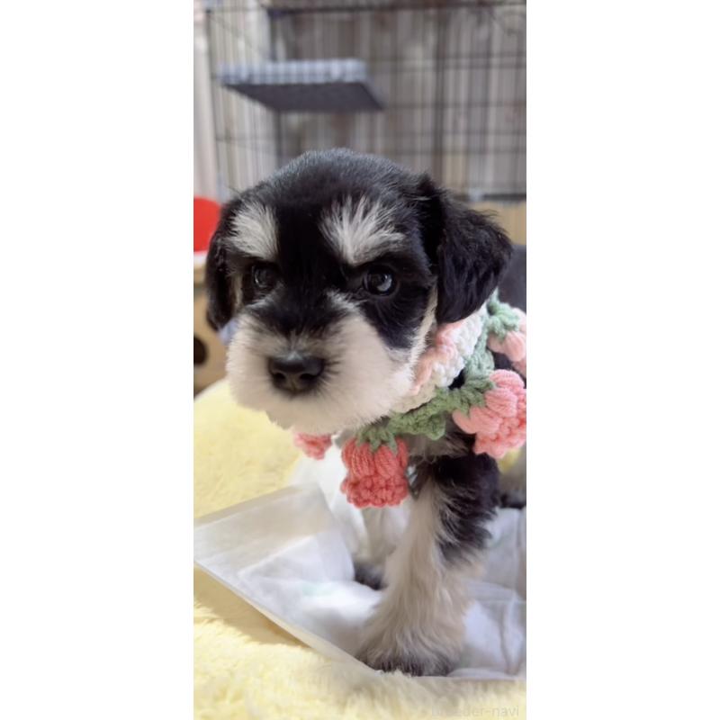 販売中の岐阜県のミニチュアシュナウザー-445120の5枚目